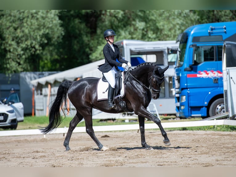 Hannover Castrone 11 Anni 175 cm Morello in Rankweil