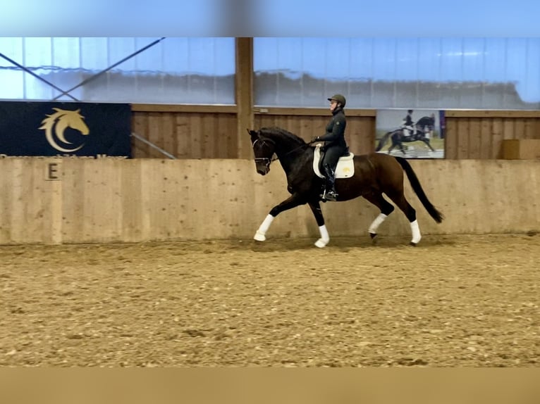 Hannover Castrone 11 Anni 176 cm Baio scuro in Bechhofen