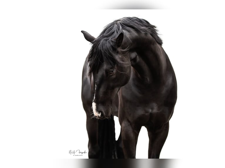 Hannover Castrone 11 Anni 176 cm Morello in Norderstedt