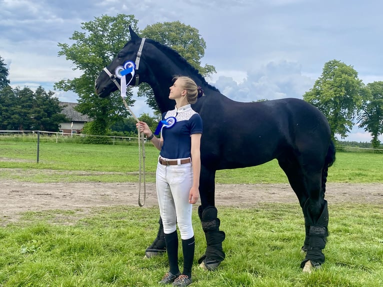 Hannover Castrone 11 Anni 176 cm Morello in Norderstedt