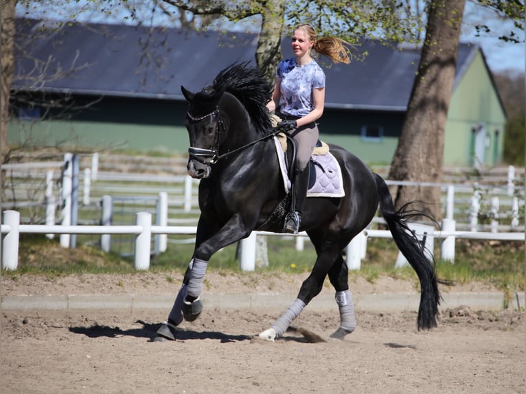 Hannover Castrone 11 Anni 176 cm Morello in Norderstedt
