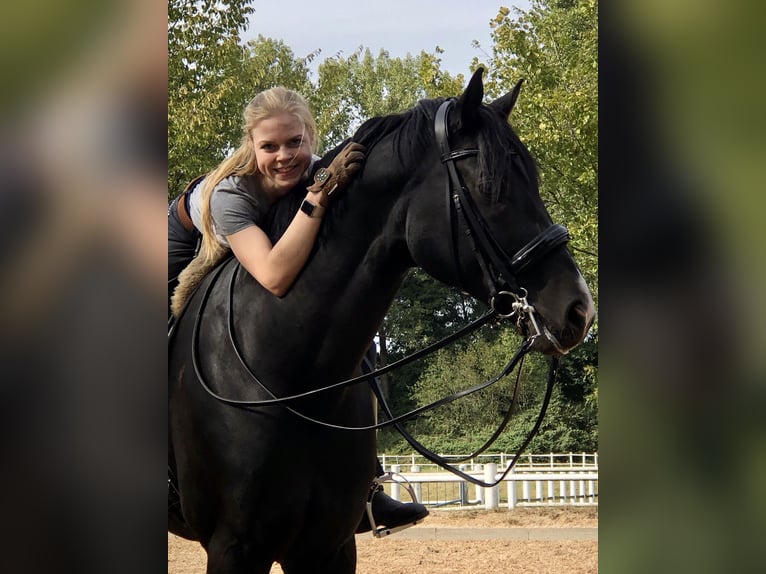 Hannover Castrone 11 Anni 176 cm Morello in Norderstedt