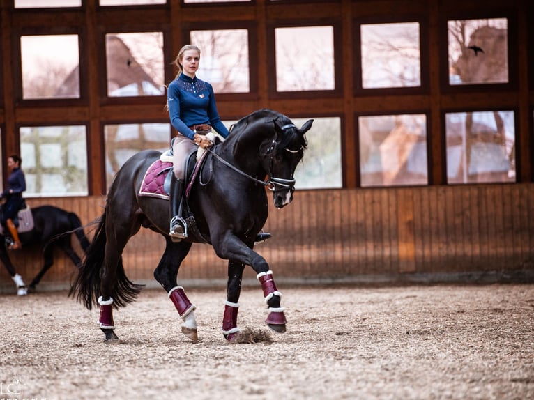 Hannover Castrone 11 Anni 176 cm Morello in Norderstedt