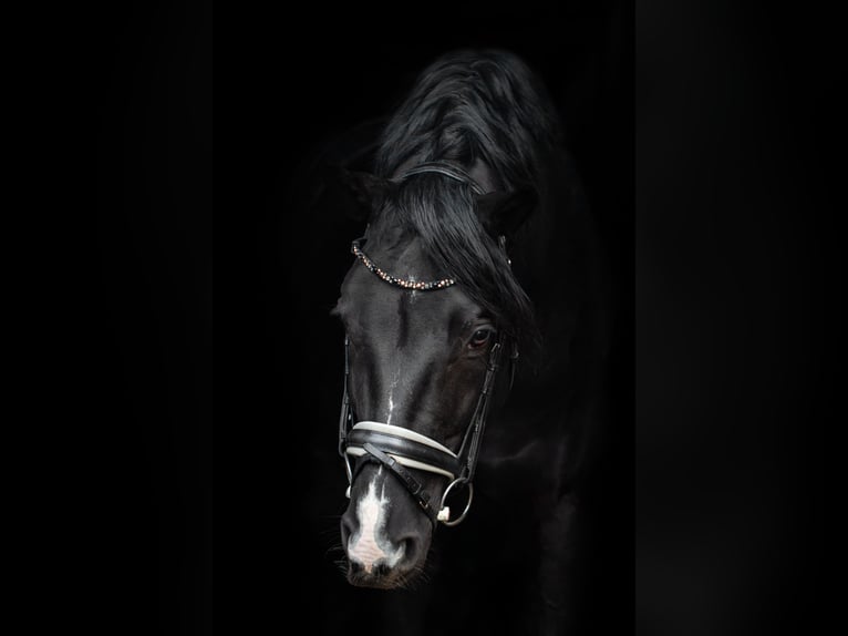 Hannover Castrone 11 Anni 176 cm Morello in Norderstedt