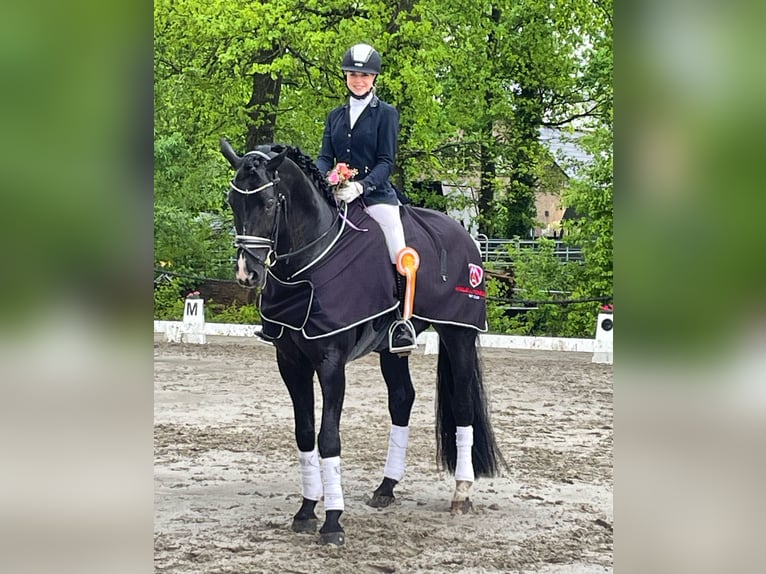 Hannover Castrone 11 Anni 176 cm Morello in Norderstedt