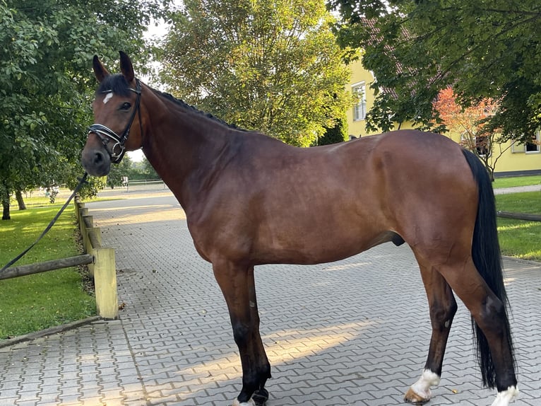 Hannover Castrone 11 Anni 178 cm Baio in Ettringen