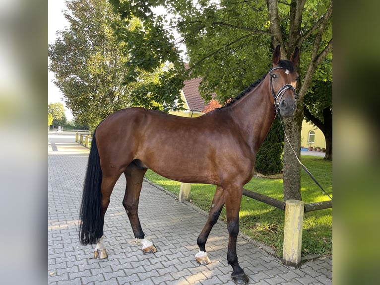 Hannover Castrone 11 Anni 178 cm Baio in Ettringen