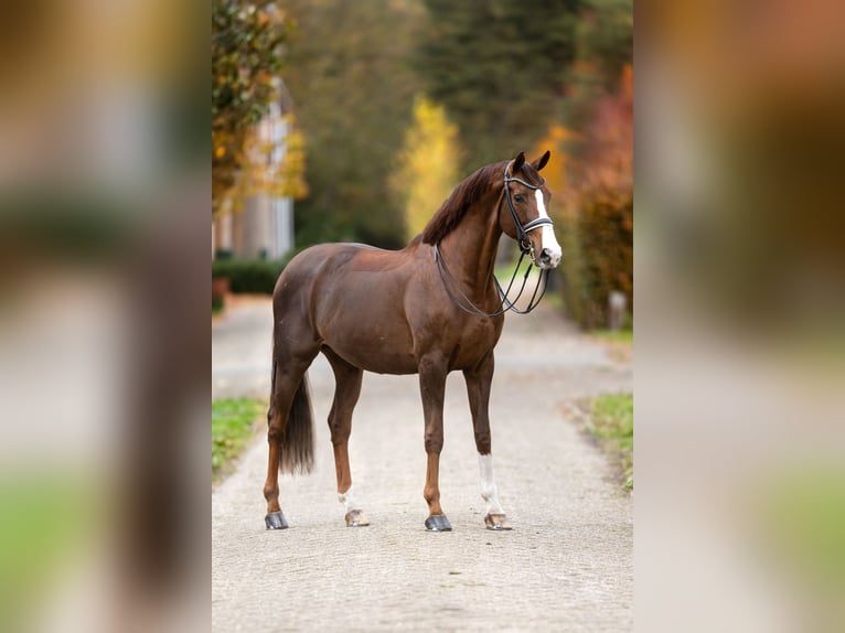 Hannover Castrone 11 Anni 178 cm Sauro scuro in Steensel