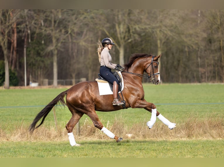 Hannover Castrone 11 Anni 178 cm Sauro scuro in Steensel