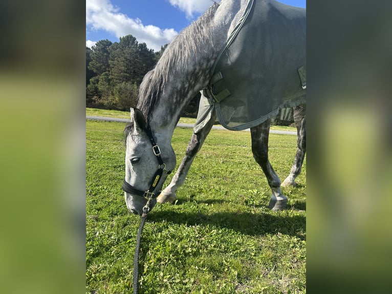 Hannover Castrone 11 Anni 179 cm Grigio in İstanbul