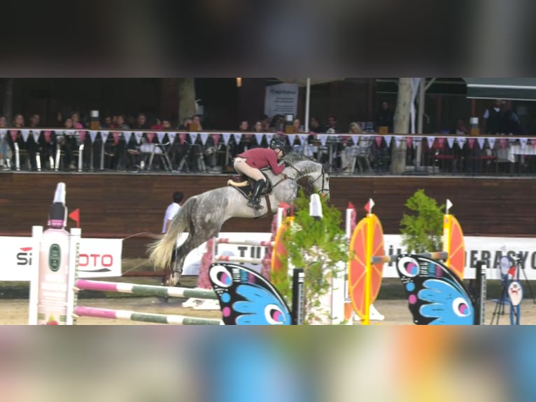 Hannover Castrone 11 Anni 179 cm Grigio in İstanbul