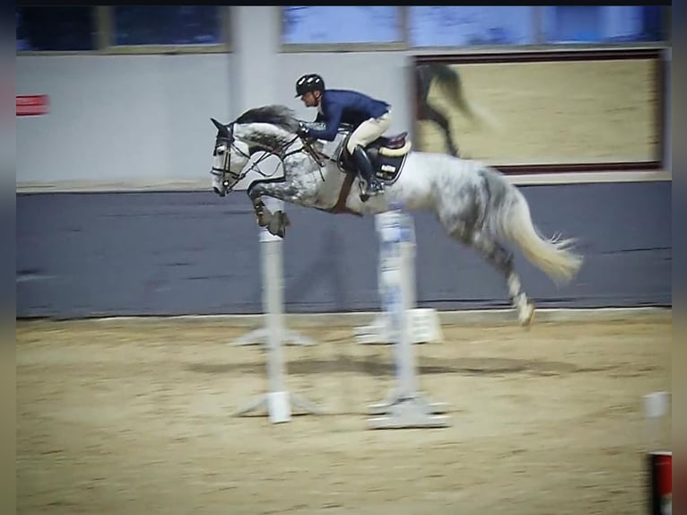 Hannover Castrone 11 Anni 179 cm Grigio in İstanbul