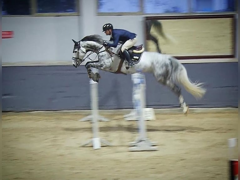 Hannover Castrone 11 Anni 179 cm Grigio in Helmond