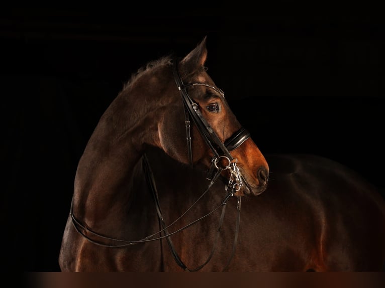 Hannover Castrone 11 Anni 180 cm Baio in Remlingen