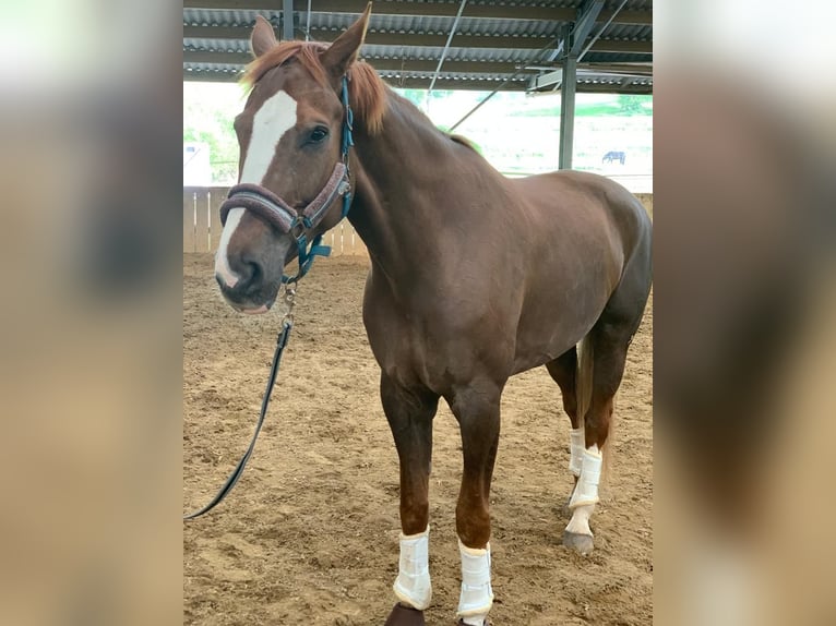 Hannover Castrone 11 Anni 180 cm Sauro in Yutz