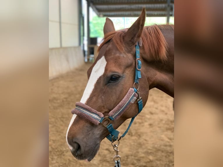 Hannover Castrone 11 Anni 180 cm Sauro in Yutz