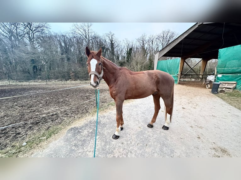 Hannover Castrone 11 Anni 180 cm Sauro in Yutz