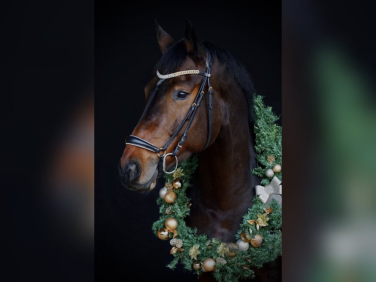 Hannover Castrone 11 Anni 181 cm Baio in Remlingen