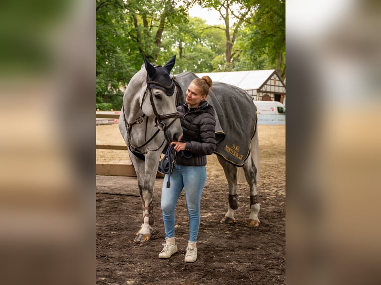 Hannover Castrone 11 Anni 181 cm Grigio in Holdorf