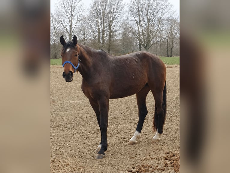 Hannover Castrone 11 Anni 182 cm Baio in Lamperstätten
