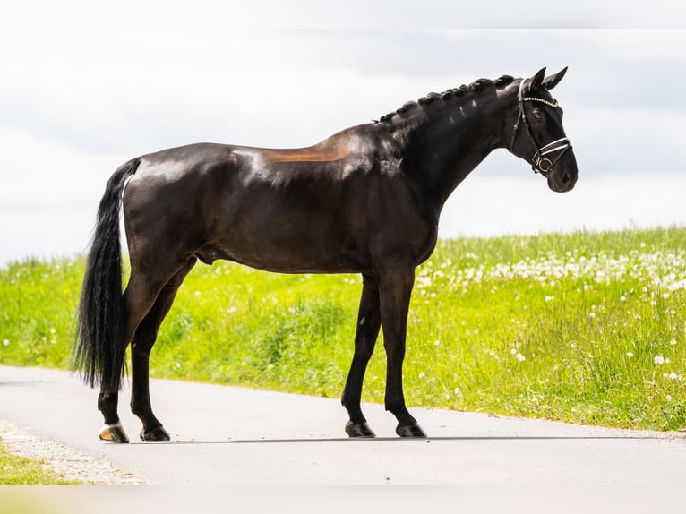 Hannover Castrone 11 Anni 182 cm Morello in Gleichen