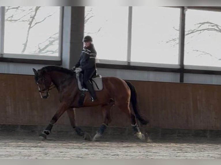 Hannover Castrone 11 Anni Baio in Heidenau