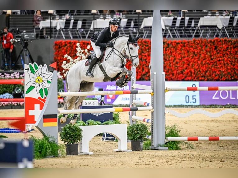 Hannover Castrone 11 Anni Grigio in Rickenbach LU