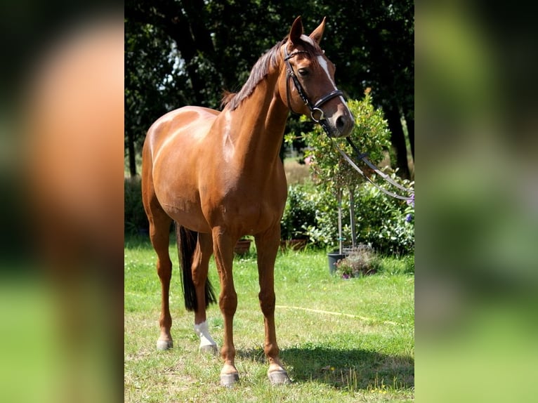 Hannover Castrone 12 Anni 164 cm Sauro scuro in Nienburg (Weser)