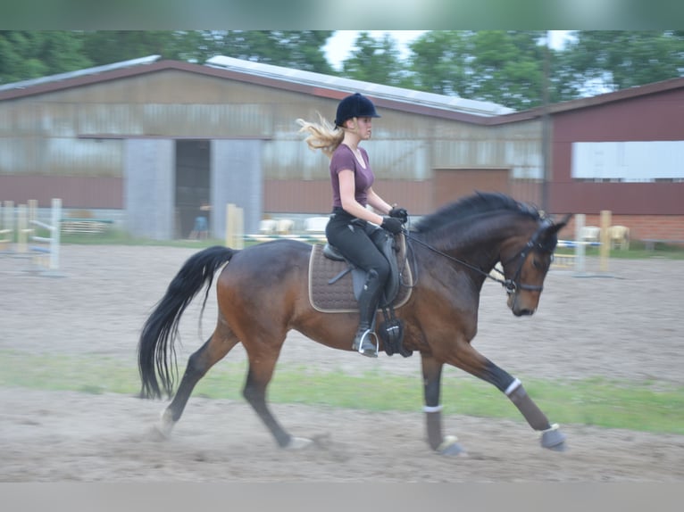Hannover Castrone 12 Anni 165 cm Baio in Oyten