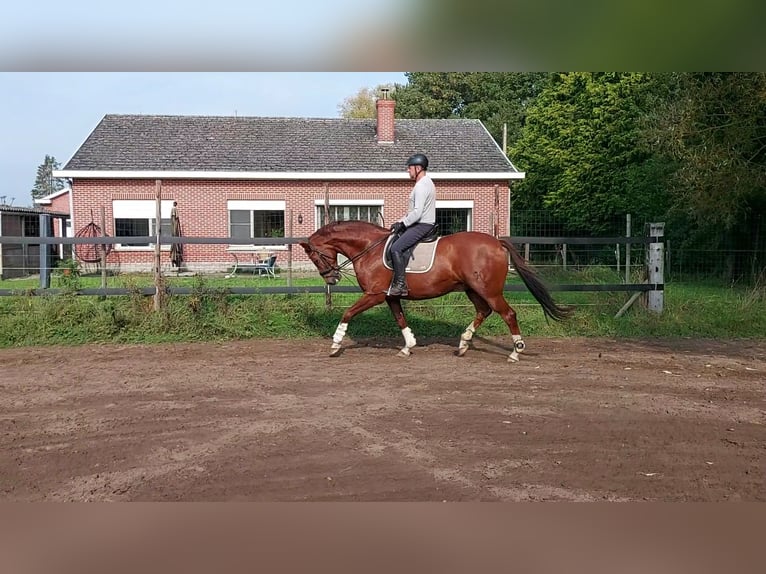 Hannover Castrone 12 Anni 165 cm Sauro in Herselt