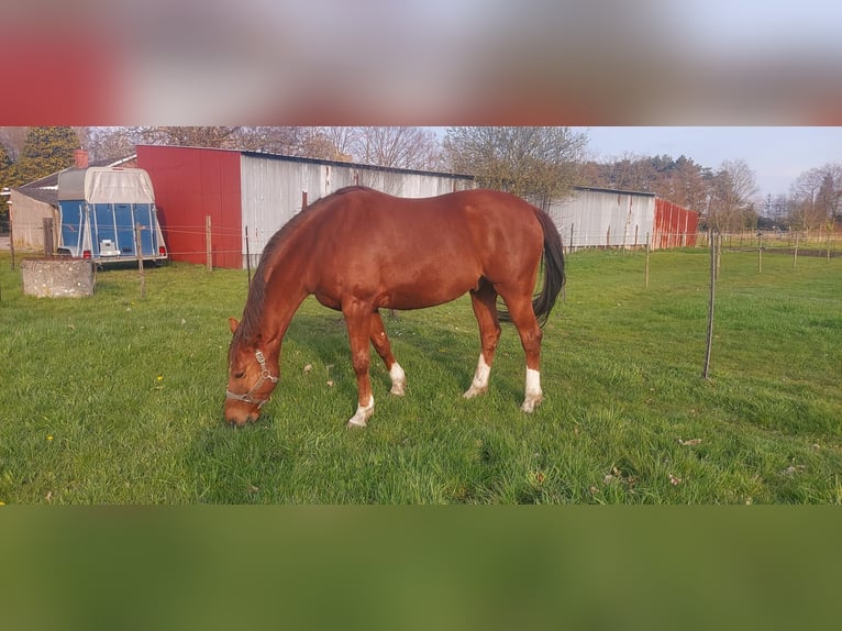 Hannover Castrone 12 Anni 165 cm Sauro in Herselt