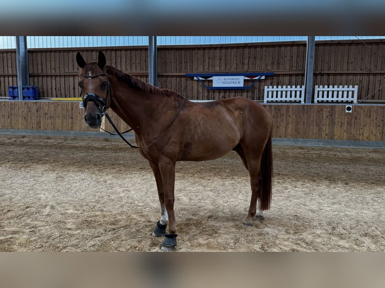Hannover Castrone 12 Anni 167 cm Sauro in Lauf an der Pegnitz
