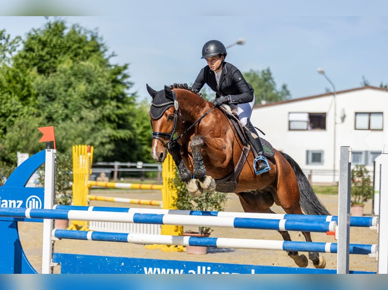 Hannover Castrone 12 Anni 168 cm Baio in G&#xF6;denstorf