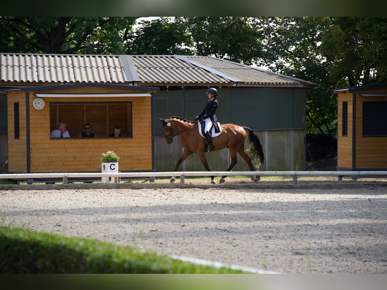 Hannover Castrone 12 Anni 168 cm Baio in G&#xF6;denstorf