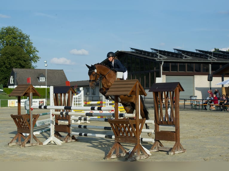 Hannover Castrone 12 Anni 168 cm Baio in G&#xF6;denstorf