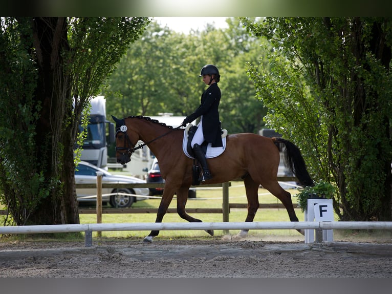 Hannover Castrone 12 Anni 168 cm Baio in G&#xF6;denstorf