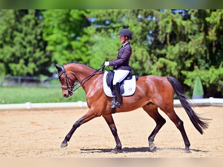 Hannover Castrone 12 Anni 170 cm Baio in Schwabm&#xFC;nchen