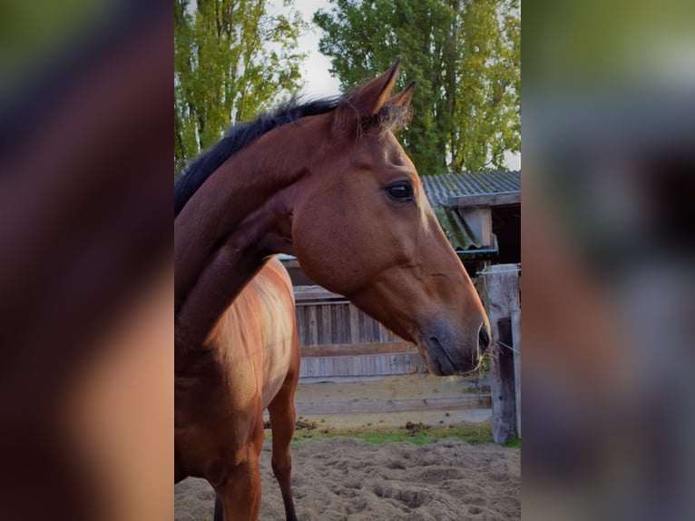 Hannover Castrone 12 Anni 170 cm Baio in Mannheim