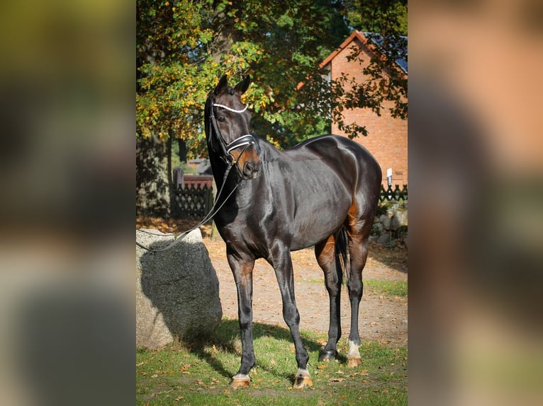 Hannover Castrone 12 Anni 170 cm Baio nero in Verden (Aller)