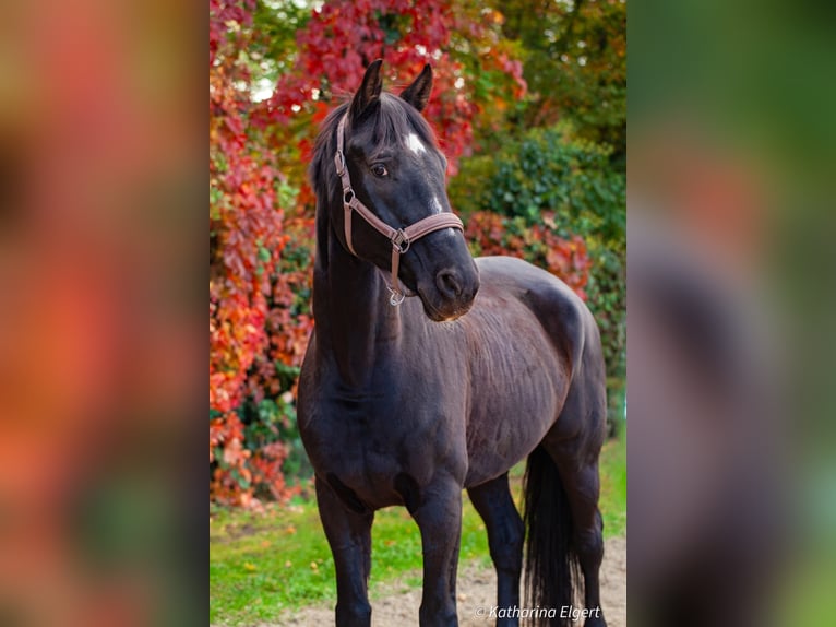 Hannover Castrone 12 Anni 170 cm Baio nero in Eppelheim