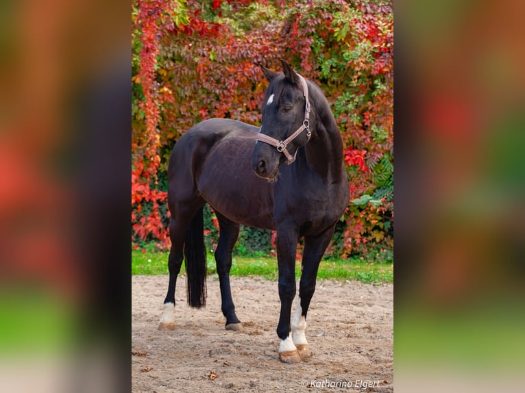 Hannover Castrone 12 Anni 170 cm Baio nero in Eppelheim
