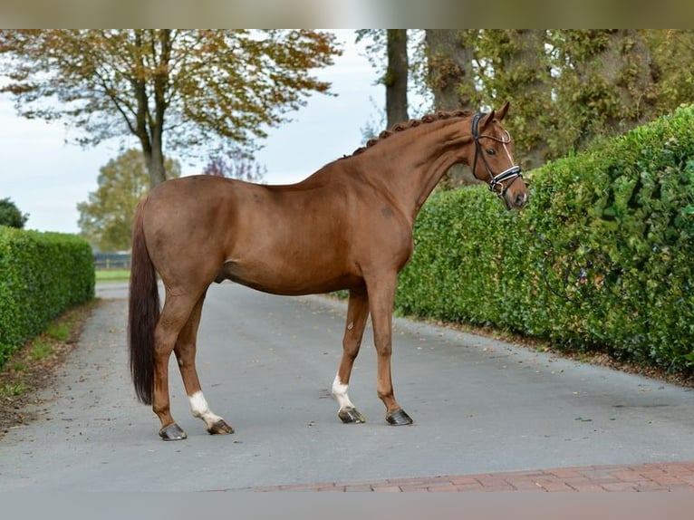 Hannover Castrone 12 Anni 170 cm Sauro in Vechta