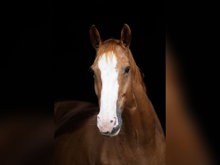 Hannover Castrone 12 Anni 170 cm Sauro in Heidenrod