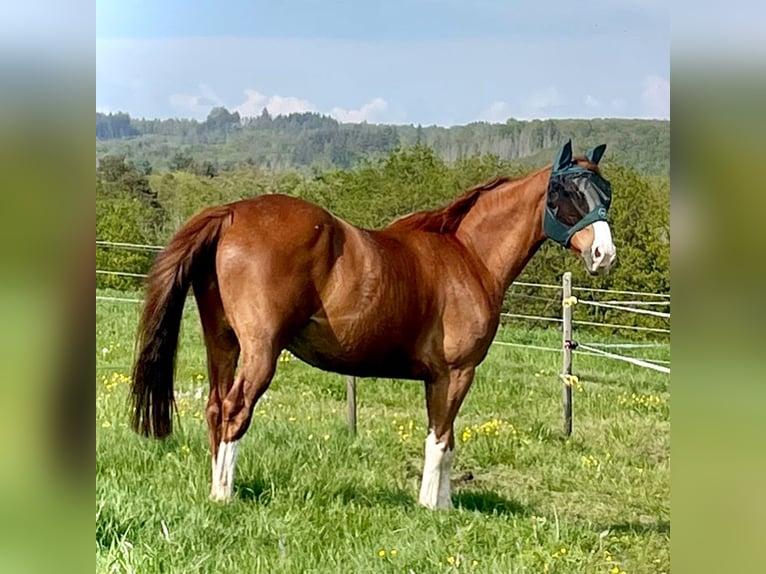 Hannover Castrone 12 Anni 170 cm Sauro in Heidenrod