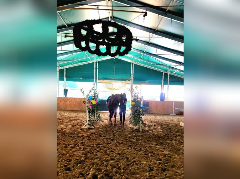 Hannover Castrone 12 Anni 170 cm Sauro scuro in Winnweiler