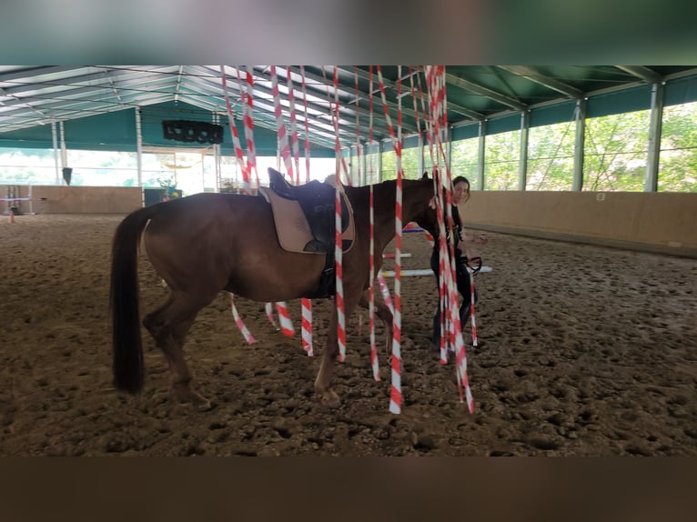 Hannover Castrone 12 Anni 170 cm Sauro scuro in Winnweiler