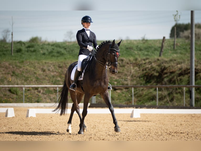 Hannover Castrone 12 Anni 171 cm Baio nero in Möttingen