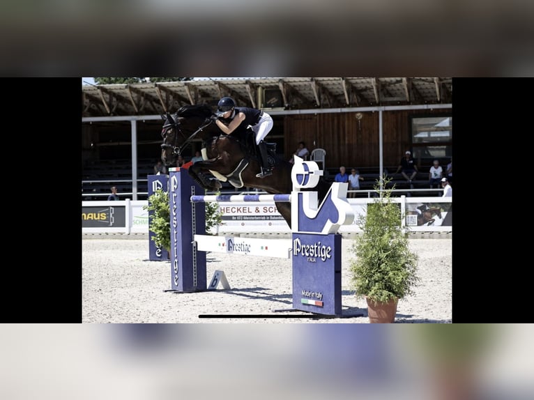 Hannover Castrone 12 Anni 171 cm Baio nero in Möttingen