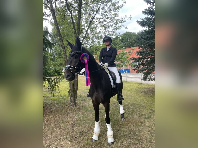 Hannover Castrone 12 Anni 171 cm Baio scuro in Wangerland