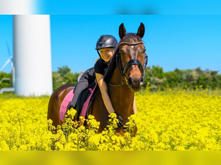 Hannover Castrone 12 Anni 172 cm Baio in Ganderkesee